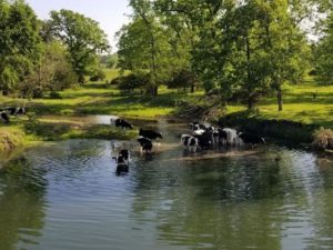 Cows wading in a creek with green grass river banks