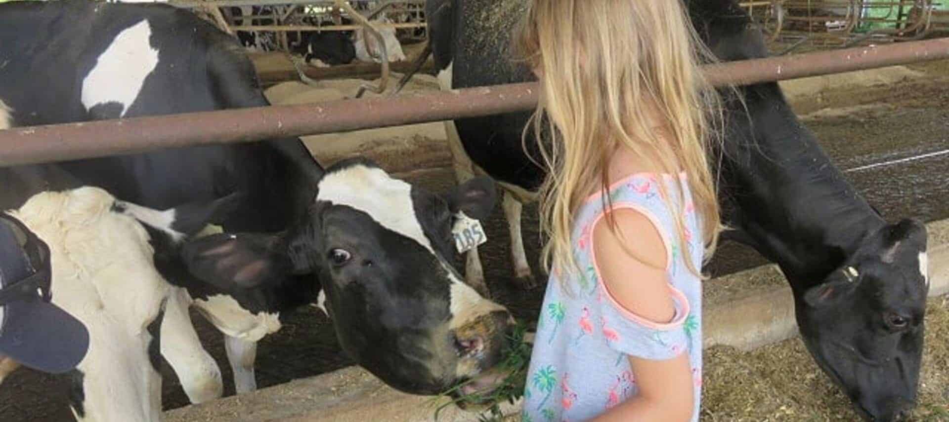 Girl Feeding Dairy Cow