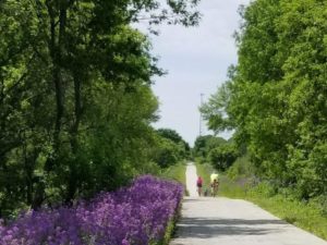 3 bikes on a bike trail with purple flowers and trees along the edges