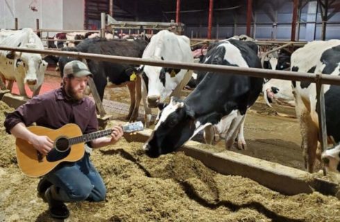 Large barn with many large black and white dairy cows eating while a man serenades them with a guitar