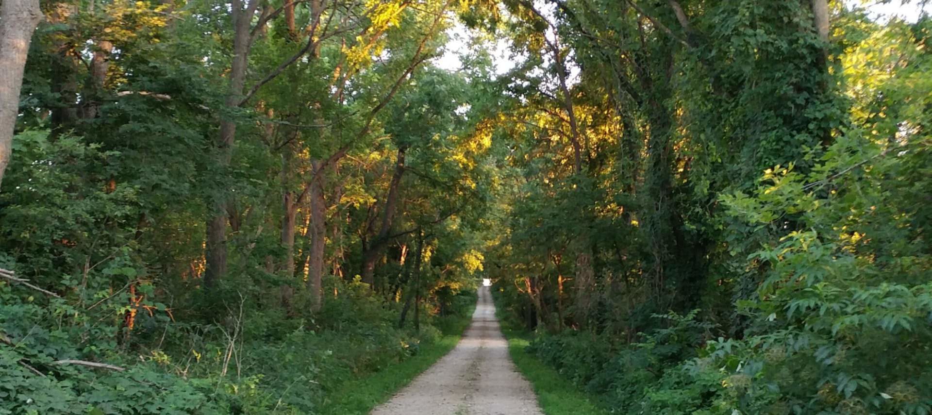 Small gravel road through a forest of trees with green leaves