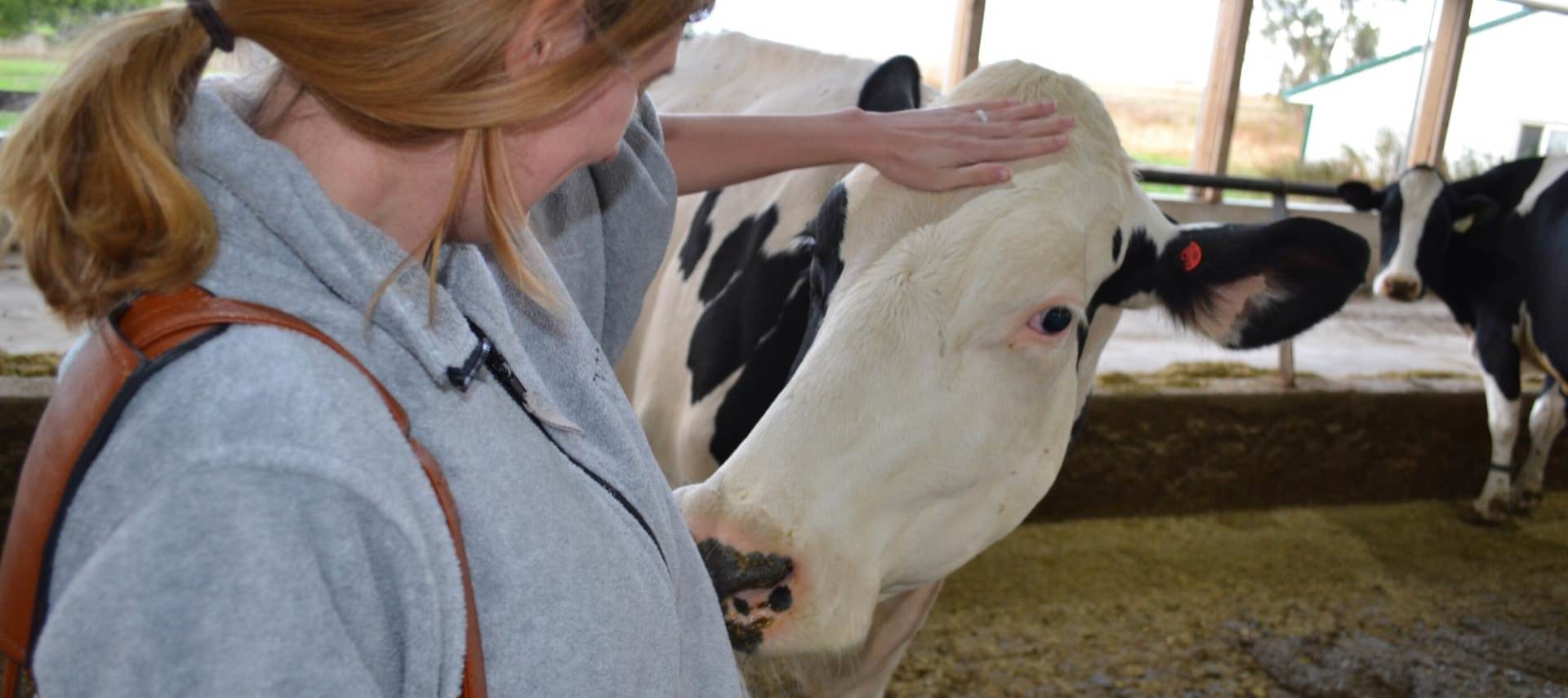 Close up view of a woman in a gray sweatshirt petting a black and white dairy cow