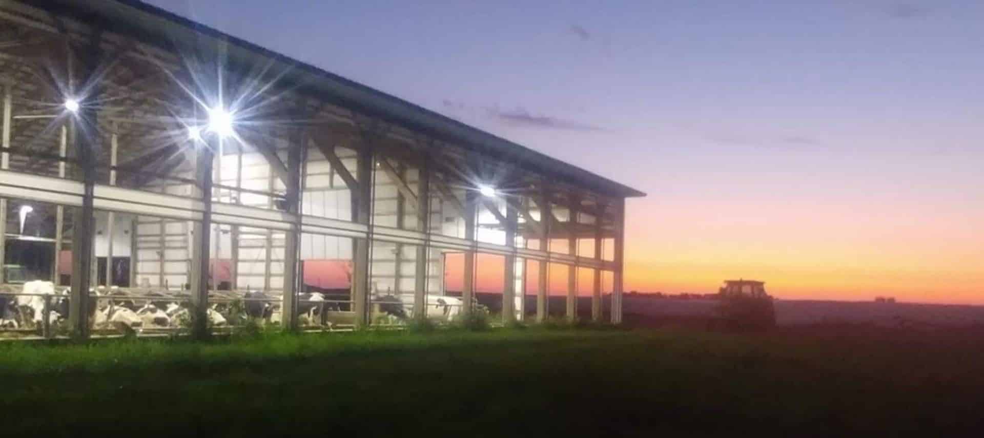 Exterior view of dairy barn with black and white dairy cows at dusk with a tractor in the background