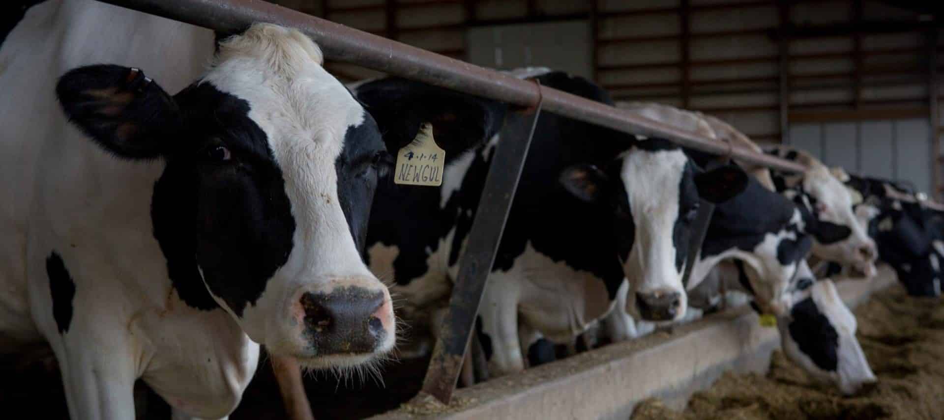 Many black and white dairy cows in a row eating at a trough