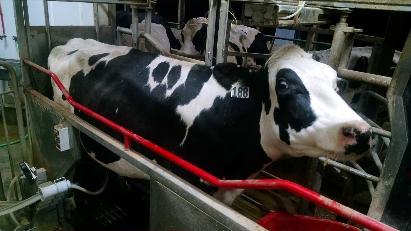 Cow in a Robotic Milking Stall
