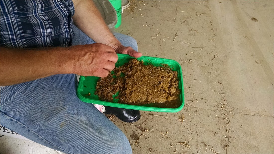 Nutritionist Checking Cow Manure