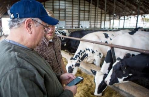 Man holding a cell phone standing in a barn with black and white dairy cows eating in the background