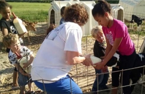 Multiple people in a pen holding bottles to feed dairy calves