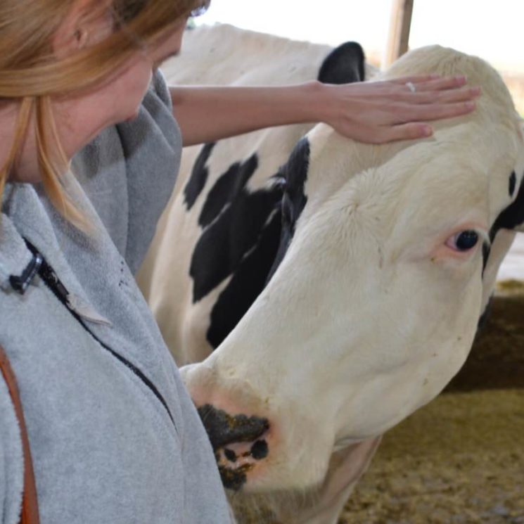 Close up view of a woman in a gray sweatshirt petting a black and white dairy cow