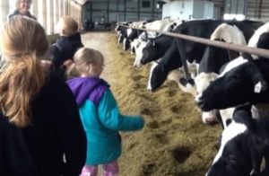 Kids in a large barn with many black and white dairy cows eating